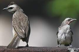 Yellow-vented Bulbul