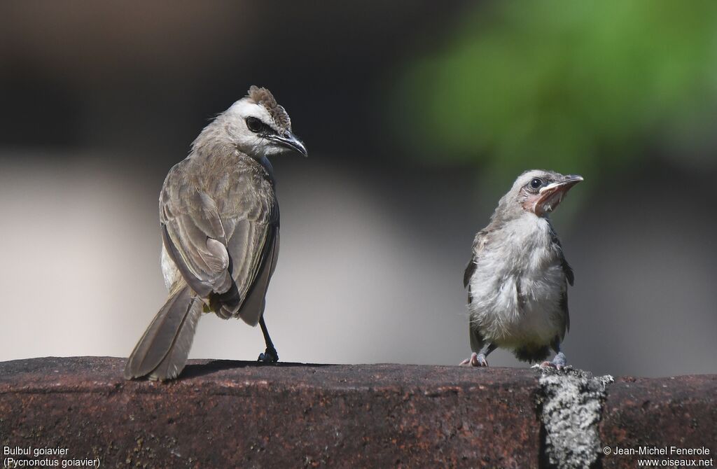 Yellow-vented Bulbul