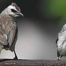 Bulbul goiavier