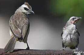 Yellow-vented Bulbul