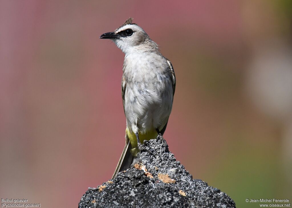 Yellow-vented Bulbul