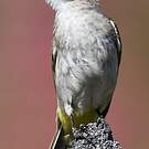 Bulbul goiavier