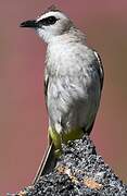 Yellow-vented Bulbul