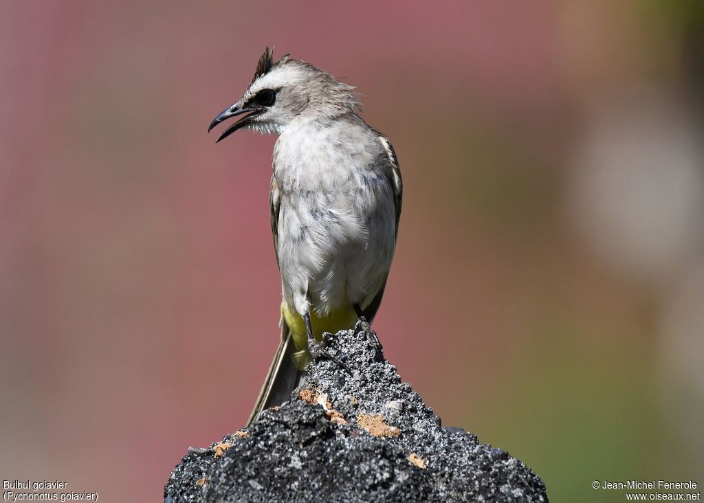 Yellow-vented Bulbul