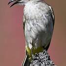 Bulbul goiavier
