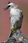 Yellow-vented Bulbul