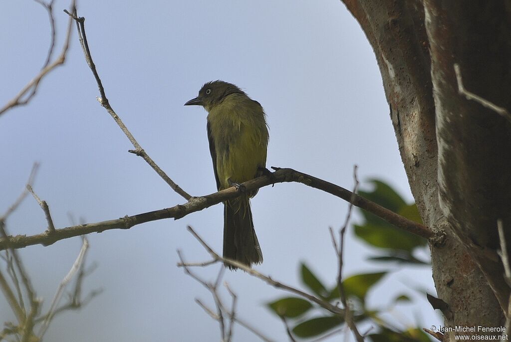 Bulbul importun