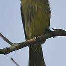 Bulbul importun