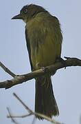 Sombre Greenbul