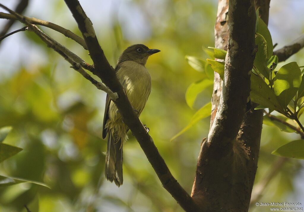 Sombre Greenbul