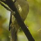 Bulbul importun
