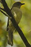 Sombre Greenbul