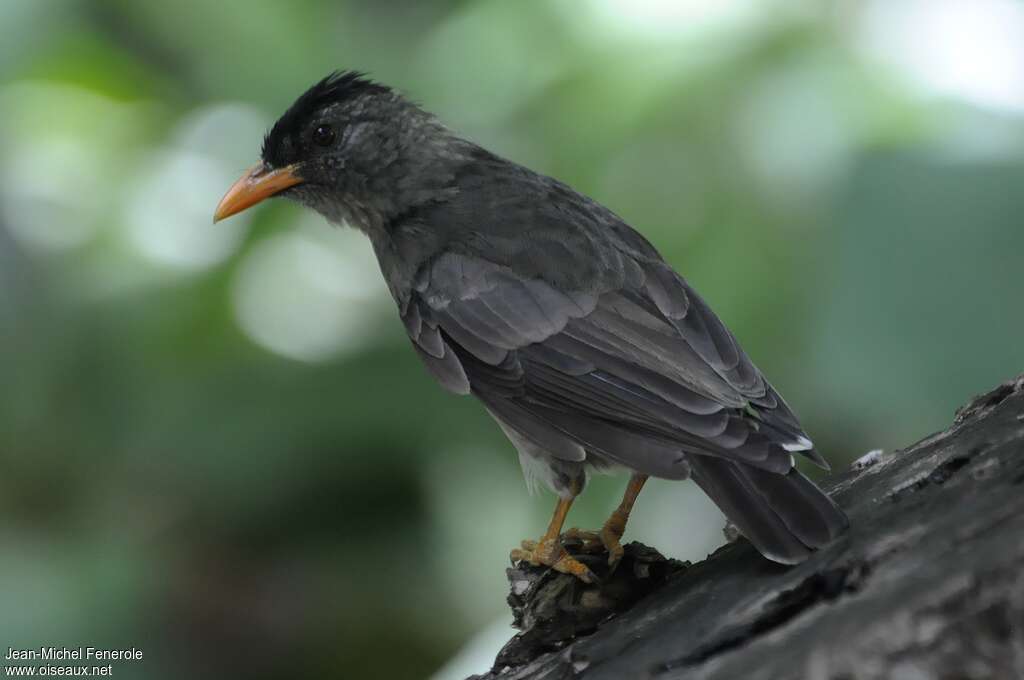 Bulbul merle, identification