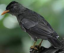 Seychelles Bulbul