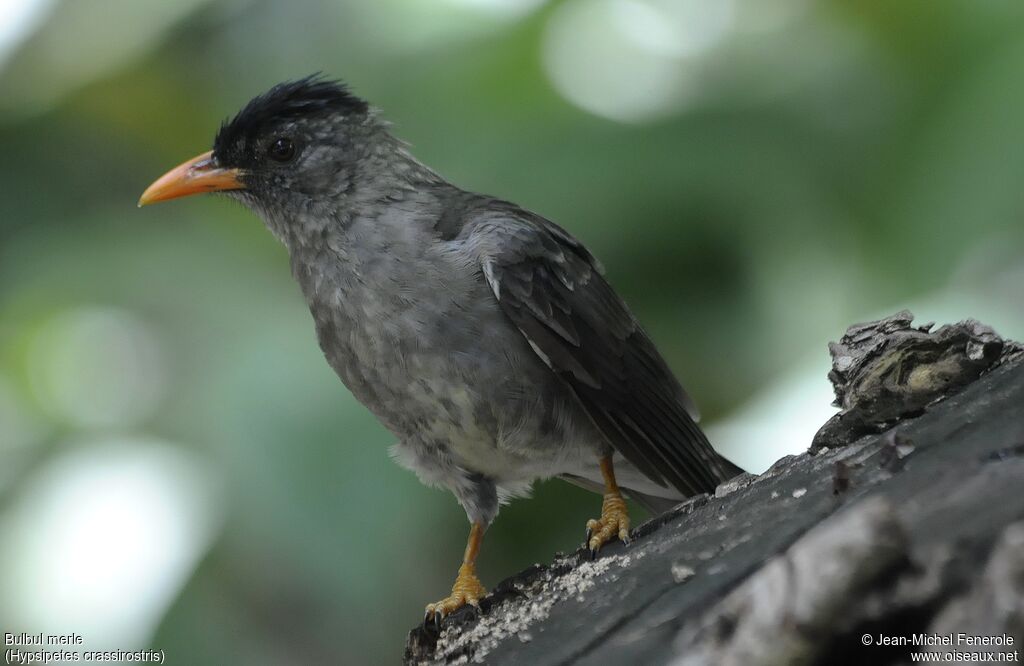 Bulbul merle