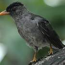 Bulbul merle
