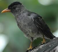 Seychelles Bulbul