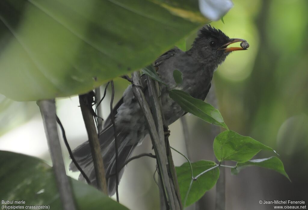 Bulbul merle