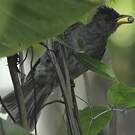 Bulbul merle