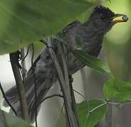 Bulbul merle