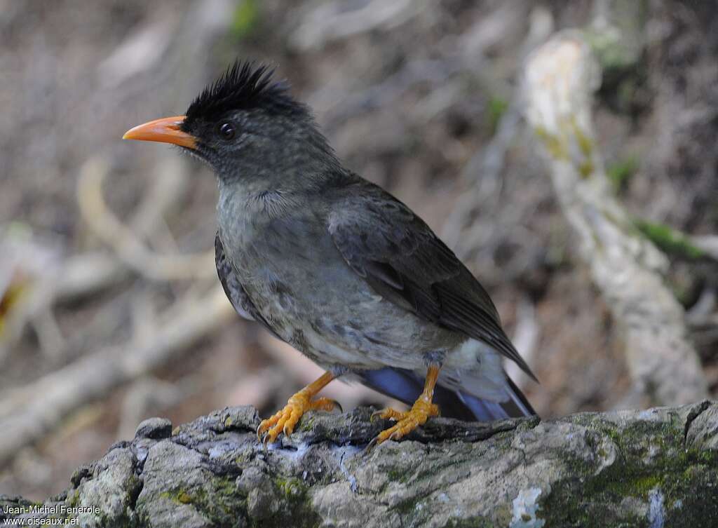 Bulbul merle