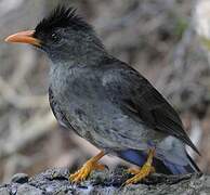 Seychelles Bulbul