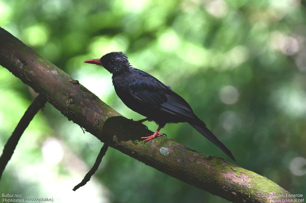 Bulbul noir