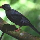 Bulbul noir