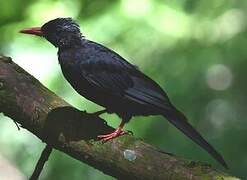 Bulbul noir
