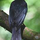 Bulbul noir