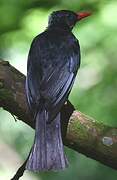 Bulbul noir