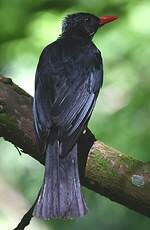 Bulbul noir