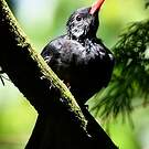 Bulbul noir