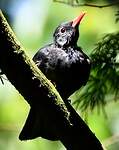 Bulbul noir