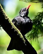 Bulbul noir