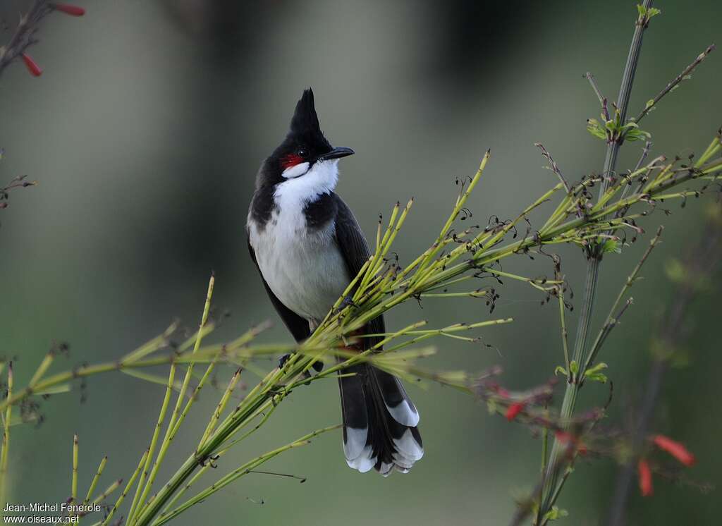 Red-whiskered Bulbul