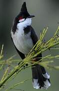 Red-whiskered Bulbul