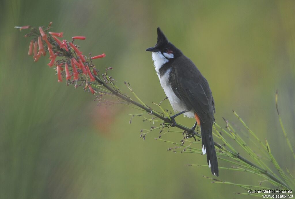 Bulbul orphée