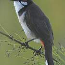 Bulbul orphée