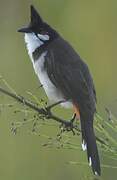 Red-whiskered Bulbul