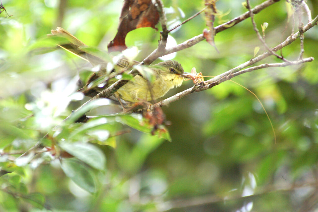 Long-billed Bernieria