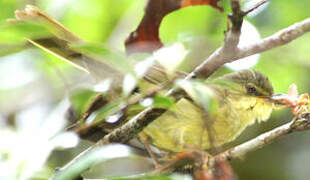 Long-billed Bernieria