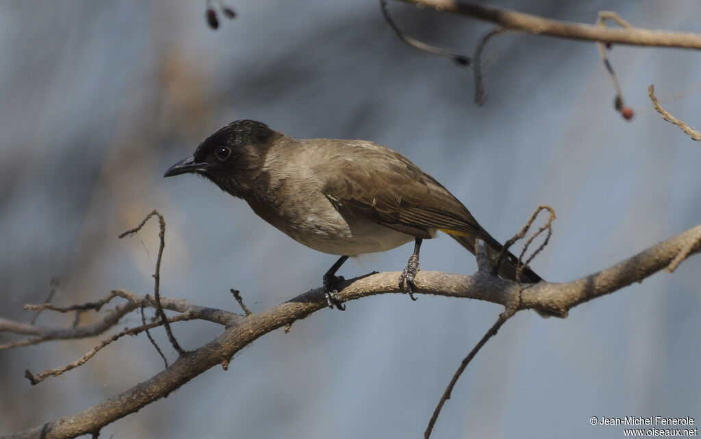 Dark-capped Bulbul