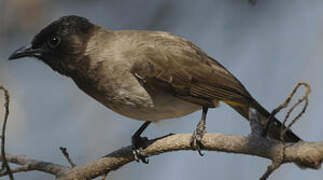 Dark-capped Bulbul