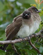 Dark-capped Bulbul