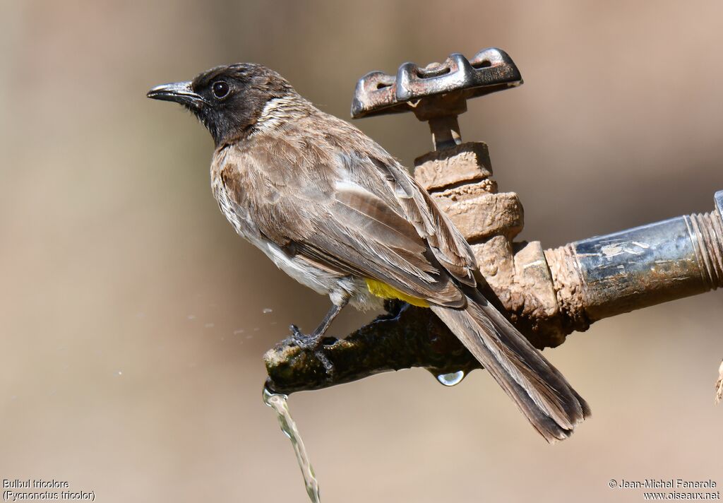 Dark-capped Bulbul