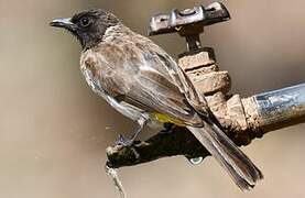 Dark-capped Bulbul