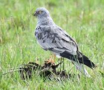 Montagu's Harrier