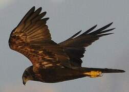 Western Marsh Harrier