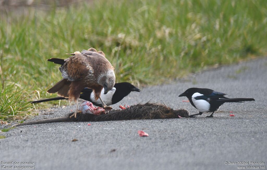 Western Marsh Harrier, eats